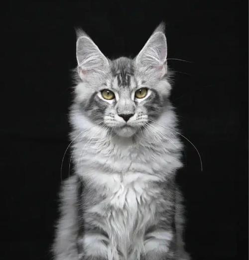 大型猫品种丰富多样，令人惊叹不已（探索大型猫世界的奇妙魅力）