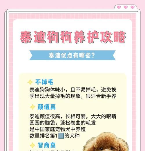 如何正确饲养泰迪？（掌握饲养泰迪的基本知识，让它健康快乐成长）