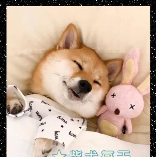 柴犬的忠诚度如何判断（以柴犬会把你当主人吗？寻找证据来评估）