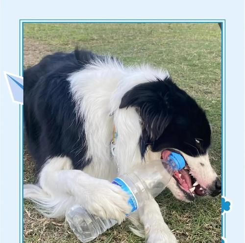 如何正确养护边境牧羊犬（边境牧羊犬饲养全指南，关爱你的忠诚伙伴）