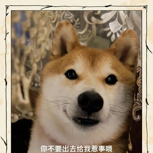 揭秘狗狗奇怪吠声的真正含义（了解小狗嗯嗯叫声的行为与情感表达）