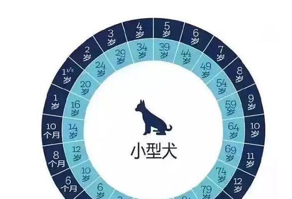 泰迪犬的标准体重与正常体重（了解泰迪犬的体重标准及保持健康的重要性）