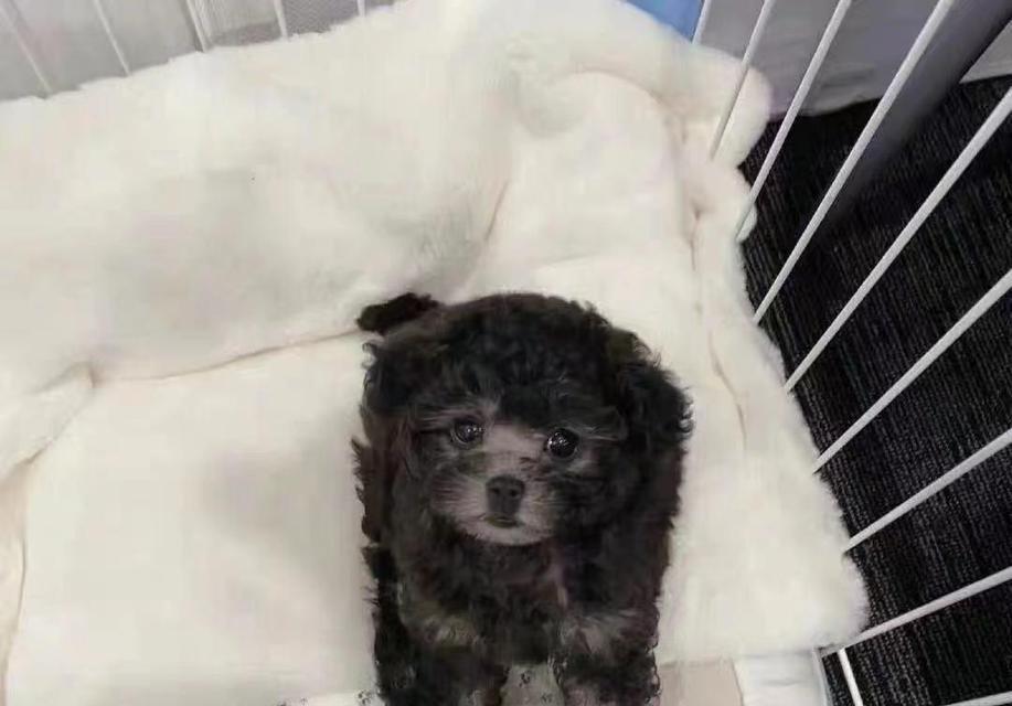 泰迪犬的价格与影响因素（探讨泰迪犬价格的多样性和影响因素）