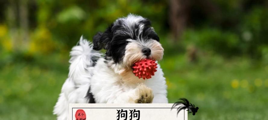 如何延长狗狗的寿命（5个有效方法，让你的狗狗健康长寿）