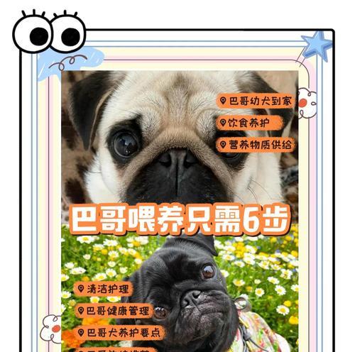 以巴哥犬价格及影响因素解析（探寻以巴哥犬售价背后的因素与考量）