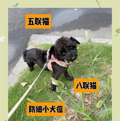 狂犬疫苗（保护宠物免受狂犬病威胁，早期注射至关重要）