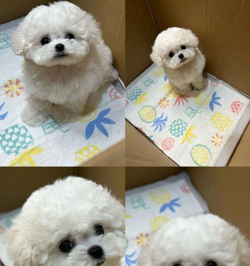 比熊犬的成长过程（揭秘比熊犬的成长周期及关键阶段）