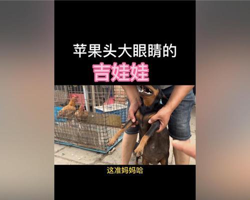 如何分辨吉娃娃、小鹿狗和迷你杜宾？（通过外观特征和行为举止进行鉴别）