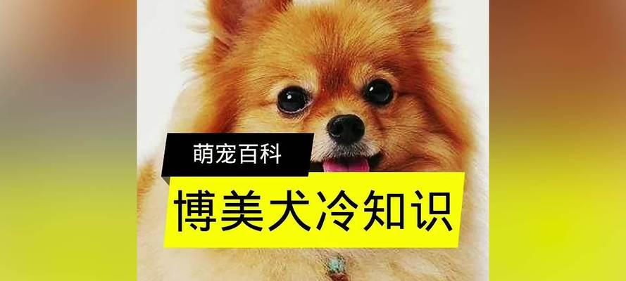 迷你博美犬（迷你博美犬的特点、养护和饲养要点）