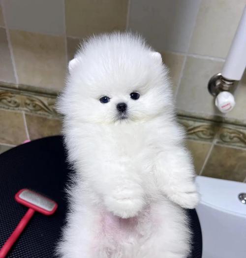 泰国的博美犬舍（了解泰国博美犬舍的独特魅力与养犬理念）