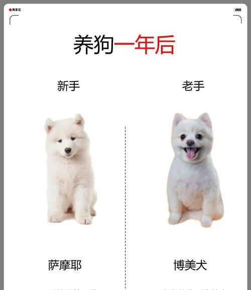 如何给萨摩耶洗澡？（萨摩耶洗澡的方法和注意事项）