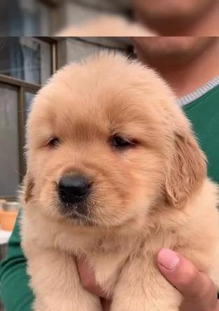 金毛犬的生育周期及繁殖特点（探究金毛犬的繁殖能力和生育周期）