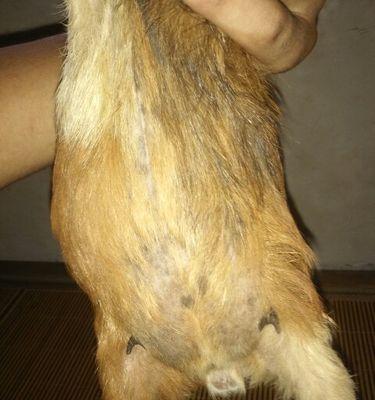 荷兰猪的怀孕周期及相关知识（探究荷兰猪的怀孕周期和繁殖特点）