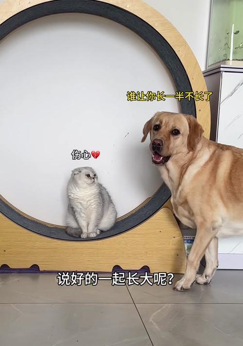 拉布拉多的成长周期及关键因素（探索拉布拉多成长的时间和要点）