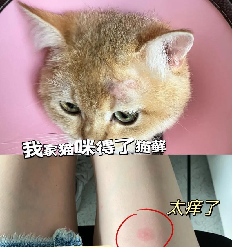 猫传染病（探索猫与人类之间可能传播的疾病，及预防措施）