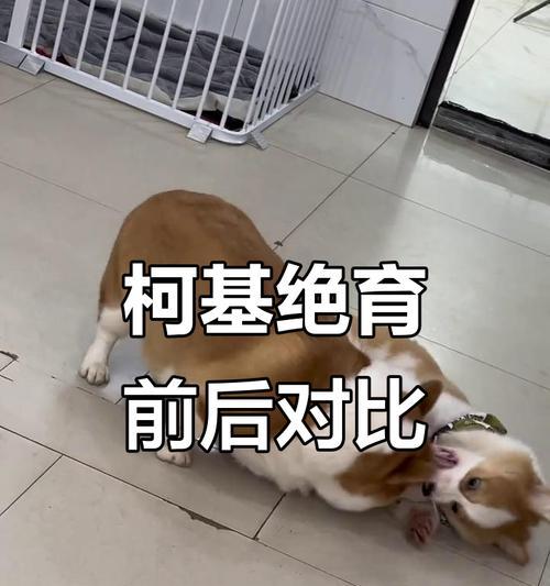 柯基肥胖的危害与预防（揭秘柯基肥胖的隐藏威胁，重拾健康快乐生活）