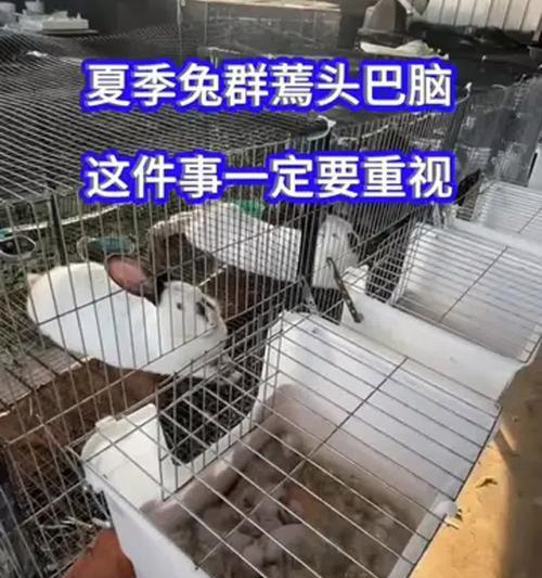 夏季养兔的注意事项（夏季养兔的关键要点及常见问题解答）
