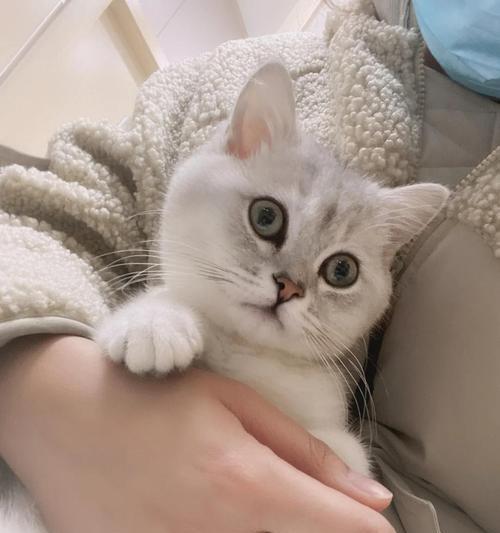 猫肛门出血的原因及处理方法（了解猫肛门出血的常见原因，如何处理肛门出血问题）