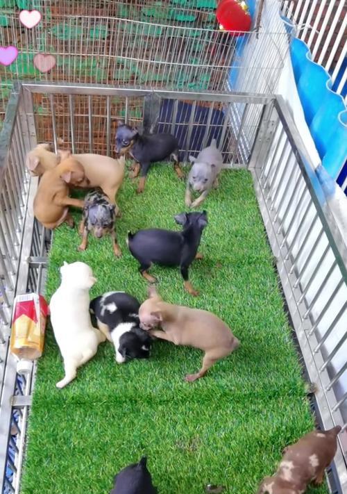小鹿犬的饲喂要点（为身形瘦小的小鹿犬提供健康饮食）