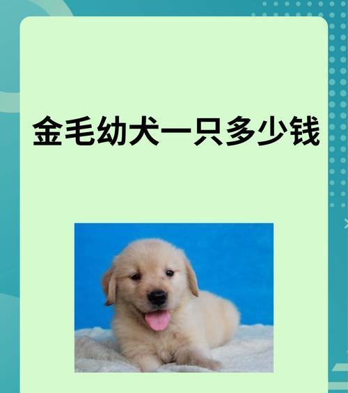 金毛幼犬三个月的饮食管理知识大全（健康成长的关键，正确喂养金毛幼犬）