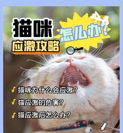 养猫的7个“害处”，你还要吗？（了解养猫带来的潜在问题，做出明智选择）