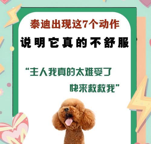 泰迪犬舔爪子的四大原因揭秘（不要视而不见，泰迪犬舔爪子的行为可能是生病信号！）