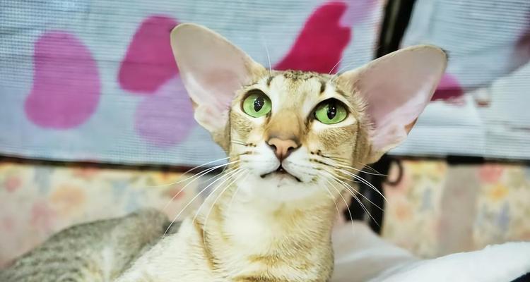 巴厘猫（探索巴厘猫的性格特征，了解这个可爱猫咪的魅力）