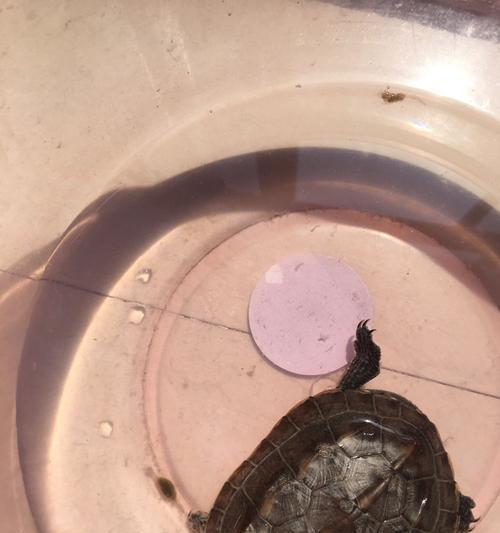 揭秘乌龟拉屎的时间频率（乌龟拉屎周期及影响因素解析）