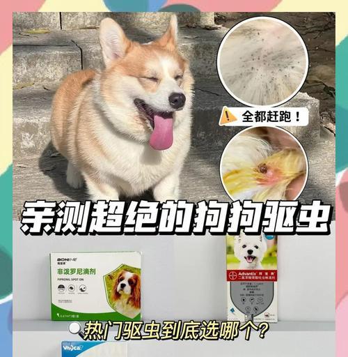 狗狗驱虫后需要多久才能完全恢复？（揭秘狗狗驱虫后恢复的时间和关键因素）
