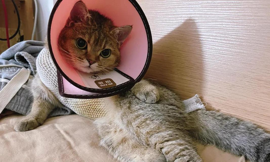 猫咪伤口结疤脱落时间的探究（了解猫咪伤口结疤的过程及脱落时间）