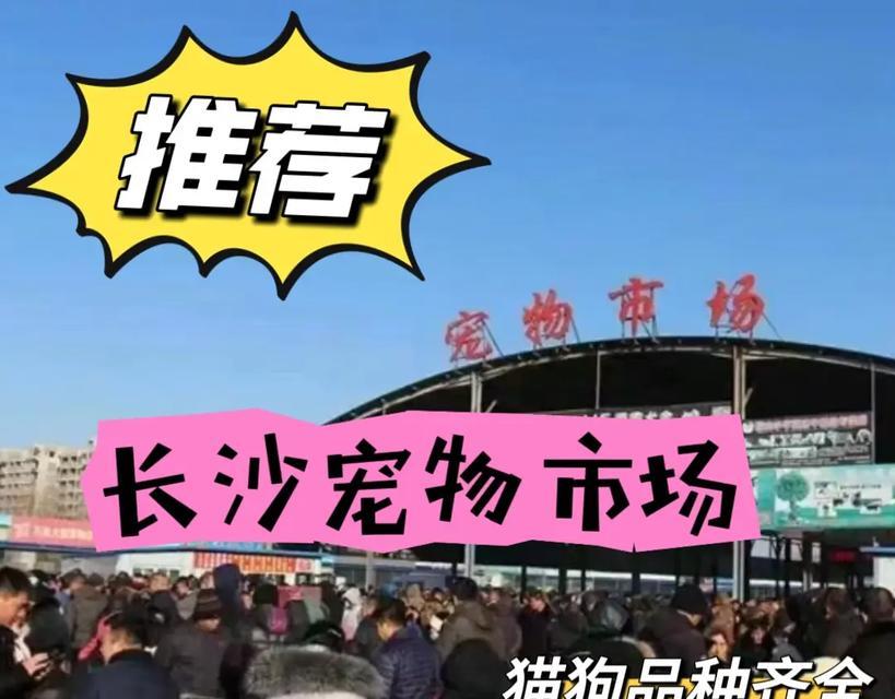 探寻长沙狗市场（长沙狗市场盛况如何？一窥长沙市场的多元魅力）