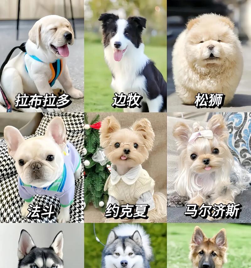 适合新手养的狗狗品种分析（科学选取适合新手养的狗狗，了解各品种特点）