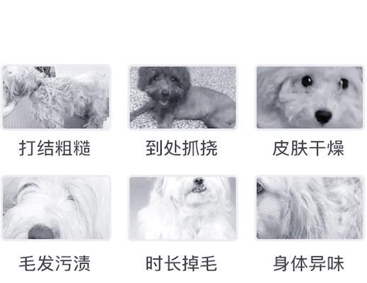 预防针和洗澡，小萨摩耶的关键保健方式（为宠物狗提供适时预防针和合理洗澡的重要性）