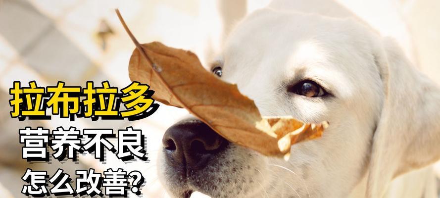 拉布拉多瘦的原因及解决方法（探究拉布拉多瘦的营养问题与补充方法）
