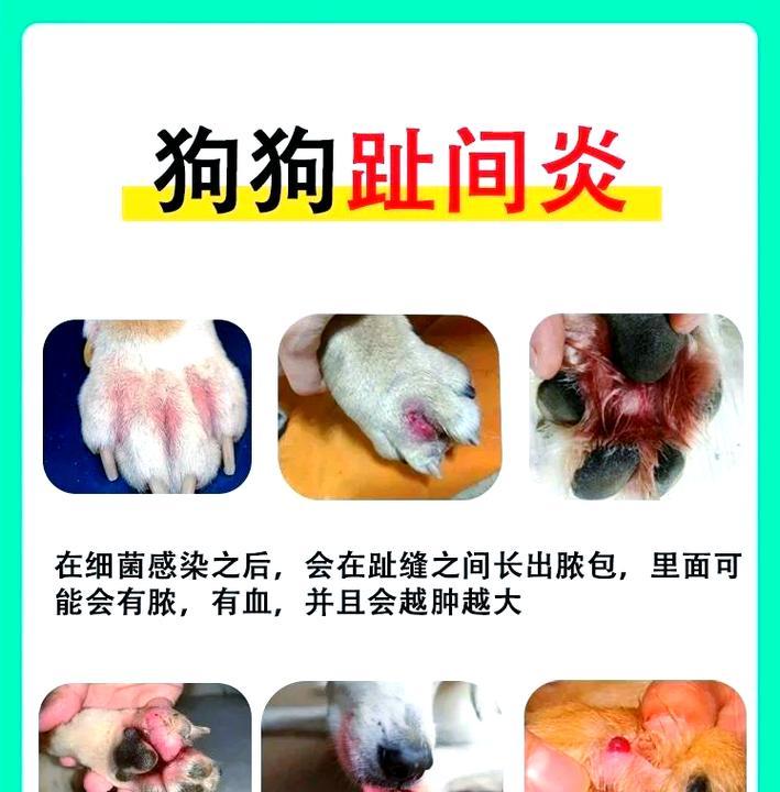 狗脚趾炎的治疗及康复期（了解狗脚趾炎的治疗时间及必要措施）