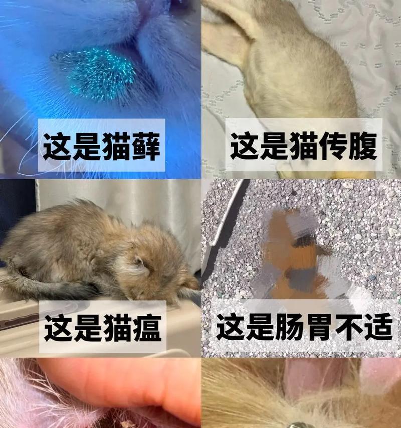 如何判断幼猫出生多久？（准确判断幼猫年龄的关键技巧）