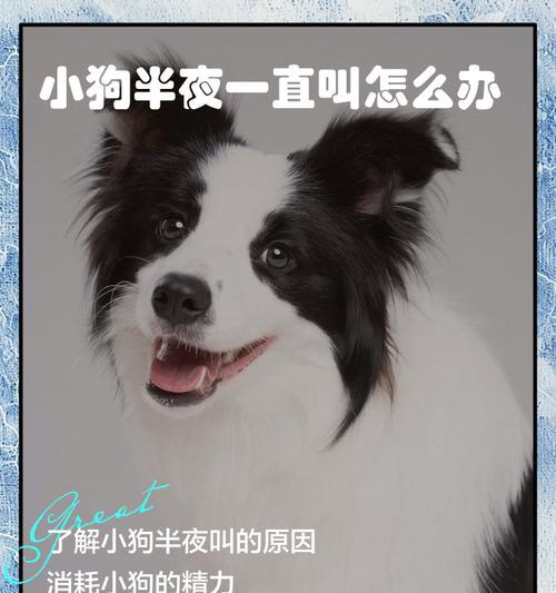 训练幼犬不叫的方法（消除幼犬晚上叫唤的技巧）