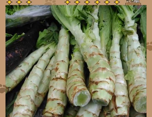 成年兔可以吃哪些蔬菜？（探索兔子的膳食选择和健康饮食建议）