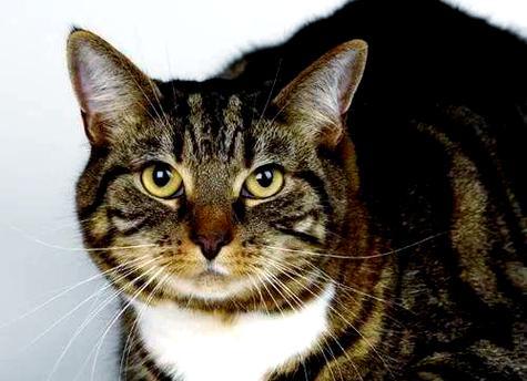 探寻日本本土猫的魅力（从古至今，走进日本猫咪的世界）