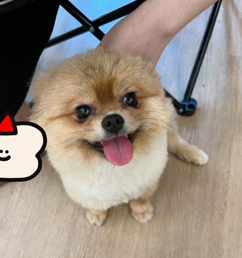 泰迪为何经常用屁股对着主人？（探寻泰迪行为背后的原因及应对方法）