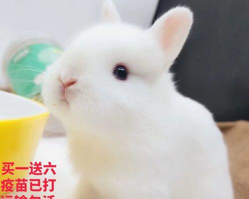 探索海棠侏儒兔的寿命之谜（揭开海棠侏儒兔长寿的秘密）