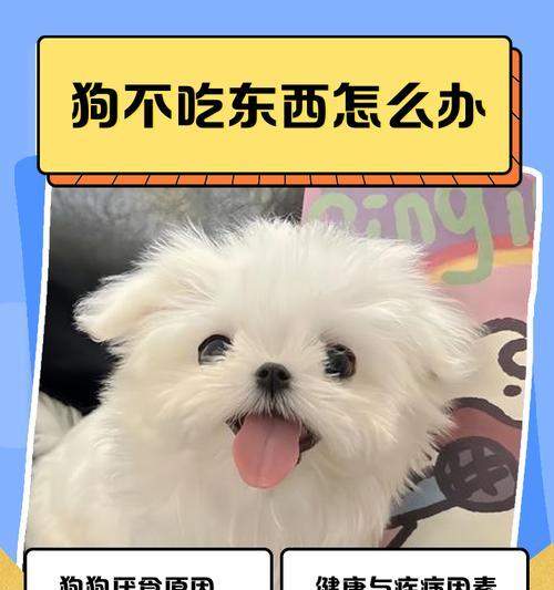 狗狗便秘拉不出，如何有效解决？（掌握多一些狗狗便秘的知识，这3种办法铲屎官要知道）