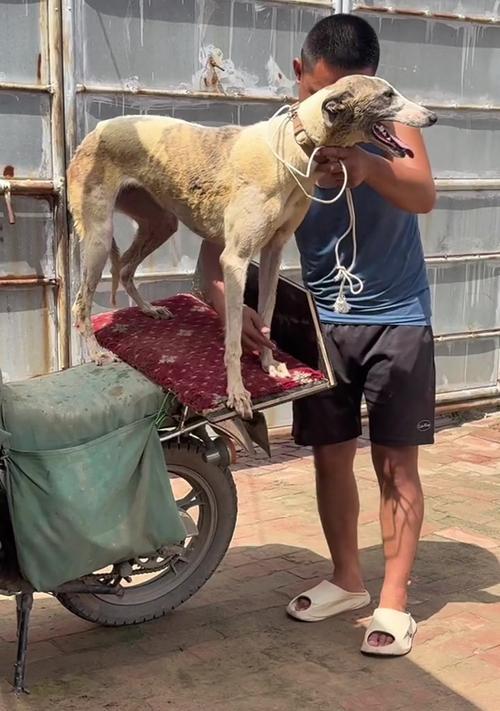训狗周期的长短如何？（了解狗狗训练的时间需求）