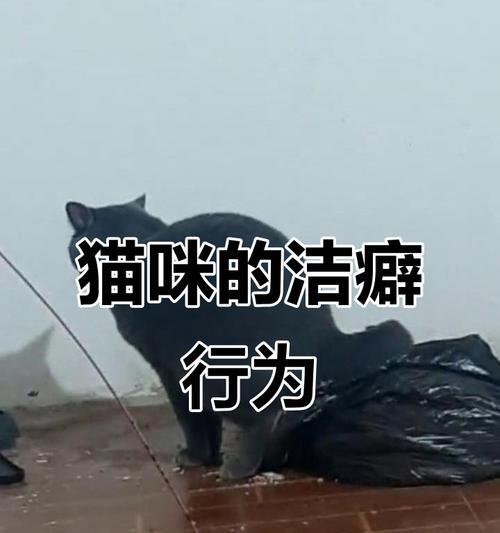 小猫多久能自己排便（小猫学会自己上厕所的时间和方法）