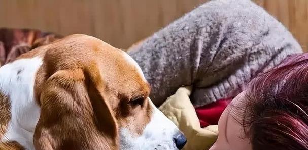 狗狗爱你的9个证据（当你睡着后，狗狗这样做，证明它是爱你的）