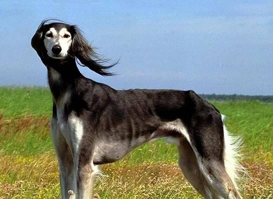 中国6大猎犬（探秘中国猎犬，传承中华狩猎文化）