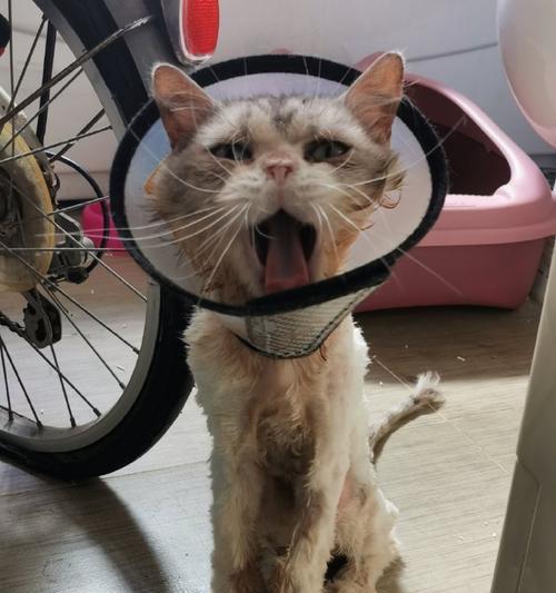 家猫寿命之长短，你知道多少？（探寻家猫寿命的因素和如何延长它们的生命）