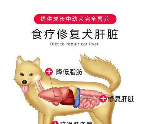 狗黄疸型肝炎的症状及预防措施（了解狗黄疸型肝炎，关爱宠物健康）