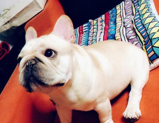 探索法斗犬的独特特征（了解法斗犬的外貌、性格及健康特点）