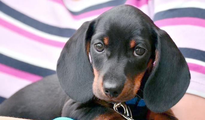 人们喜爱的7种热门犬种，快收藏吧！（了解这些犬种，带出门更添乐趣）